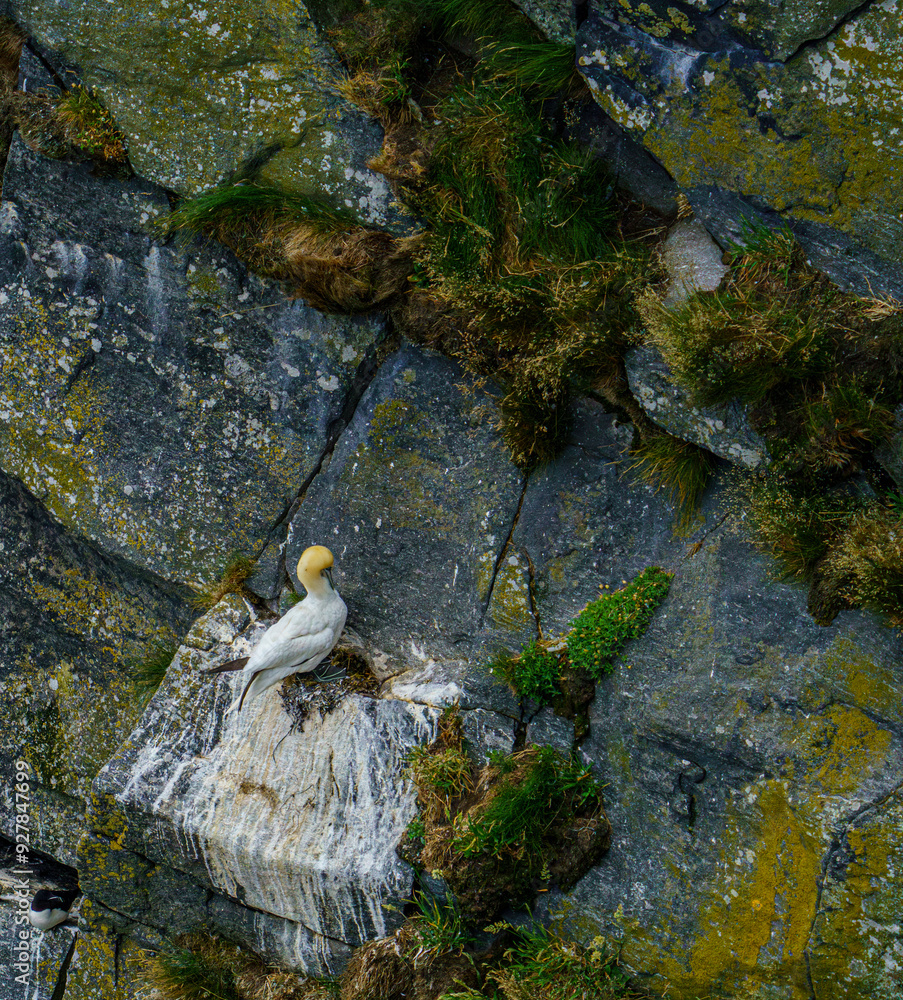 Obraz premium Gannet Colony on Rocky Cliffs
