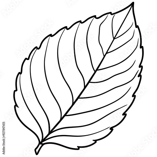 Top view of a beech leaf line art vector