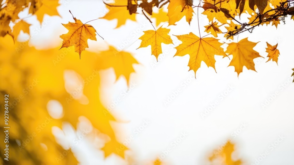 Autumn leaves in the sun and blurred trees. Autumn background. Autumn leaves in the sun and blurred trees. Autumn background.