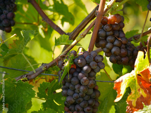 A big green locust grasshopper Phaneroptera nana on ripe wine grapes hanging on vine in grape leaves. Close-up bunch of red blue grape growing in vineyard. Autumn harvest of grapes photo