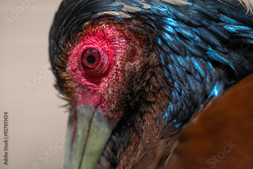 Portrait of a Madagascar Ibis (Lophotibis cristata) photo