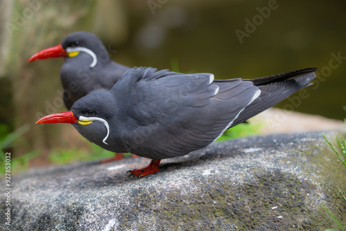 Fototapeta Pair of Inca Terns (Larosterna inca)