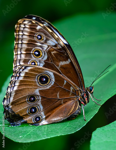 Fotografija Blue Morpho (Morpho peleides) with Closed Wings
