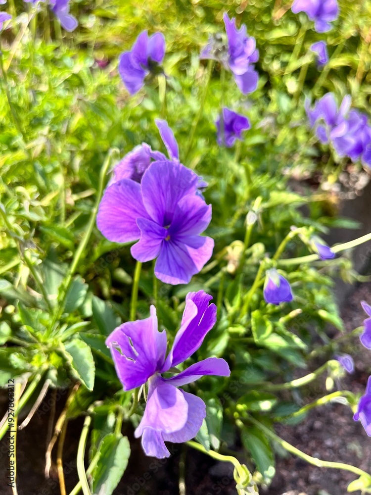 Viola cornuta. a herbaceous perennial plant with delicate purple flowers in a summer garden. Flower background Viola cornuta. a herbaceous perennial plant with delicate purple flowers in a summer garden. Flower background