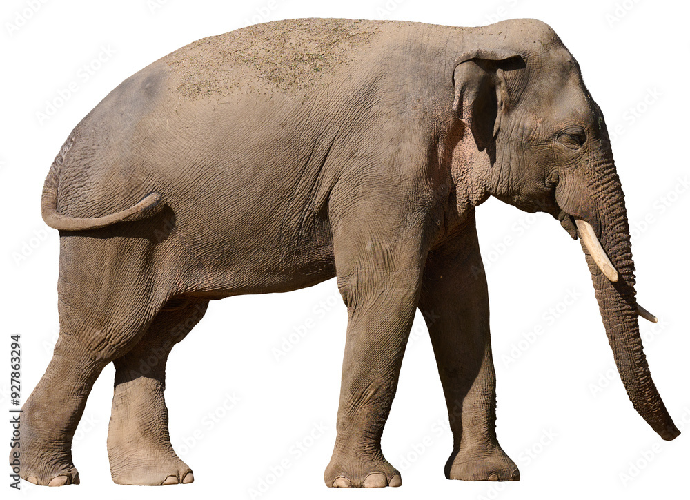 Fototapeta premium Adult elephant with tusks on isolated background, animal walking