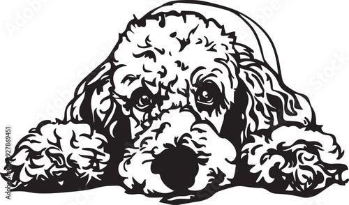 Poodle Dog Lying Down Stylized Vector