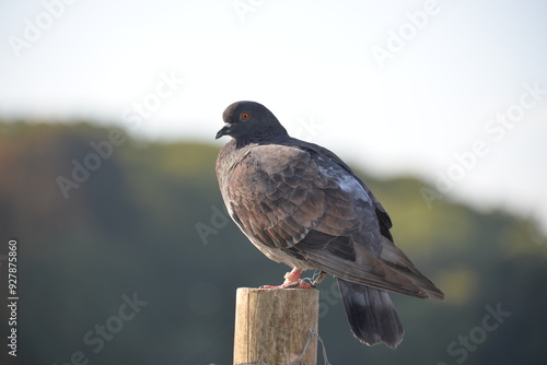 pigeon au parc photo