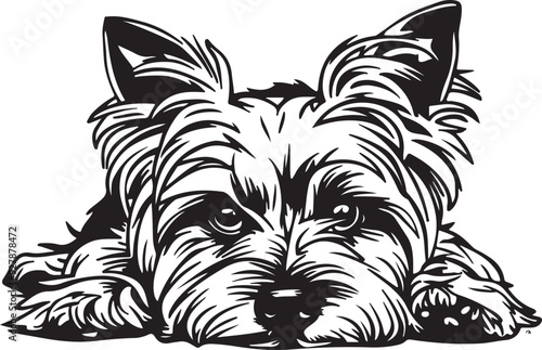 Yorkshire Terrier Dog Lying Down Stylized Vector Illustration