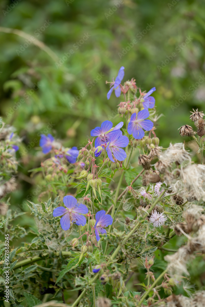a beautiful cranesbill crane's bill (Geranium pratense) purple violet flower of the meadow a beautiful cranesbill crane's bill (Geranium pratense) purple violet flower of the meadow