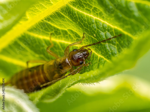 Common earwig hiding in the plant leaf photo