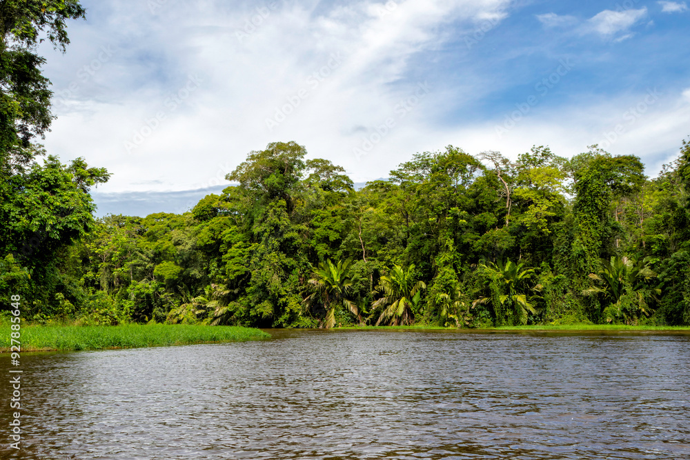 Beautiful lush green tropical forest jungle scenery seen from a boat in Tortuguero National Park in Costa Rica Beautiful lush green tropical forest jungle scenery seen from a boat in Tortuguero National Park in Costa Rica