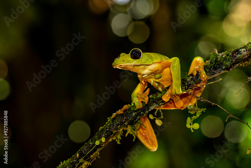 The gliding tree frog (Agalychnis spurrelli) sitting on a branch near  Sarapiqui in Costa Rica. photo