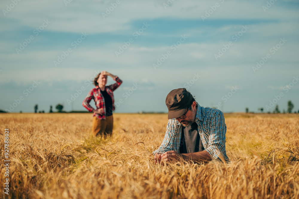Male and female farmers inspecting ripe wheat crops in ripe plantation field. Agricultural workers examining golden harvest under sunny sky Male and female farmers inspecting ripe wheat crops in ripe plantation field. Agricultural workers examining golden harvest under sunny sky
