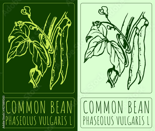 Vector drawing COMMON BEAN. Hand drawn illustration. Latin name is PHASEOLUS VULGARIS L.
