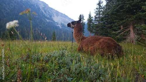 Llama resting in the grass in Montana back country