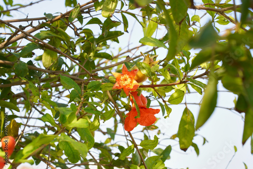 Pomegranate flower on a brunch of a Punica granatum tree. Orange, red fruit flower in the shape of star blooming on a shrub. Tropical fruit plant in a city park. photo