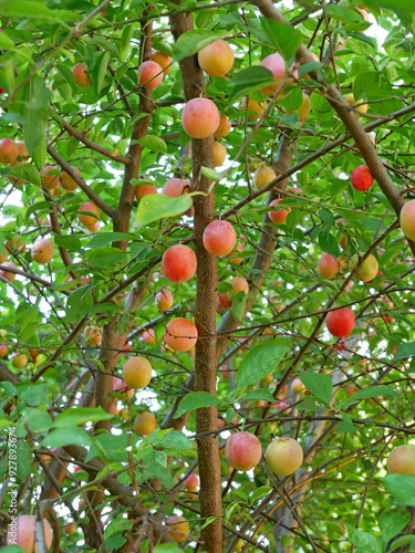 Cherry plum tree with many ripening fruits