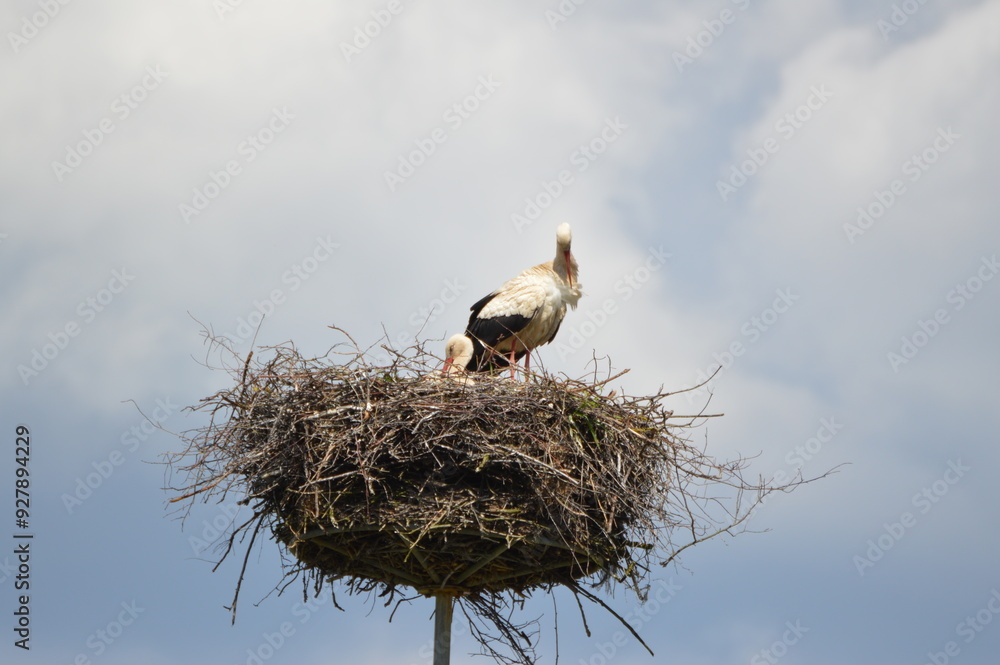 Fototapeta premium White Stork