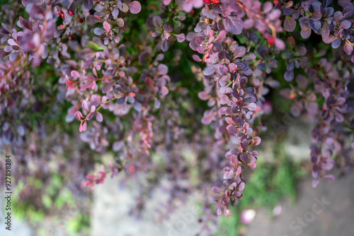 closeup photograpy of a barberry plant (Berberis)