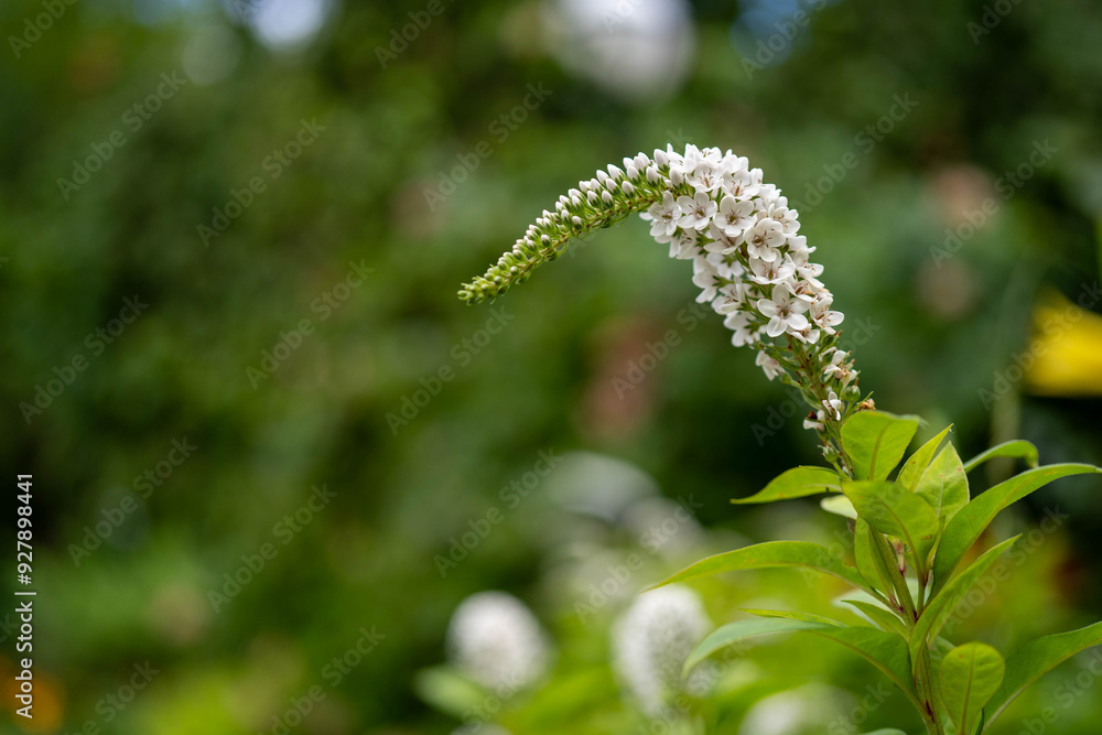 macro photography of white.Candelabra honorary award plant macro photography of white.Candelabra honorary award plant