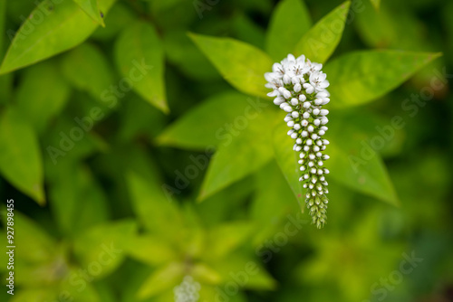 clsoeup photography of white.Candelabra honorary award plant photo