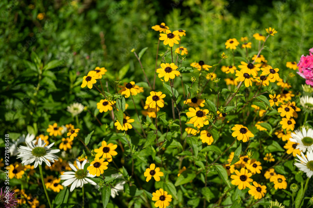 group of yellow flowers in the garden group of yellow flowers in the garden