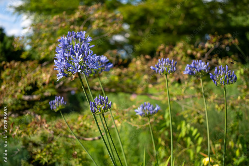image of a group of.african lily plants (agapanthus africanus) image of a group of.african lily plants (agapanthus africanus)