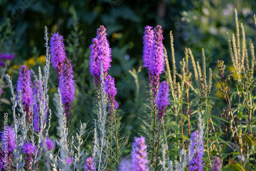 imageg of a group of veronica flowers (Veronica longifolia) #927898685