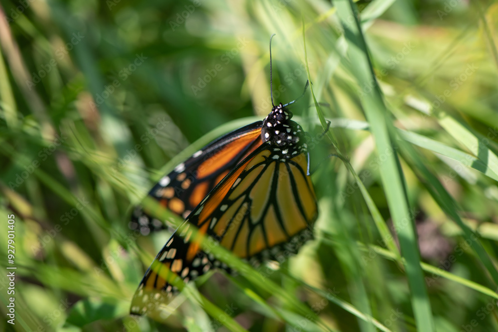 monarch butterfly in grass monarch butterfly in grass