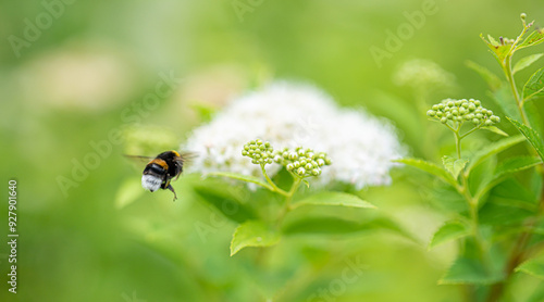 Bumblebee about to land on a flower.