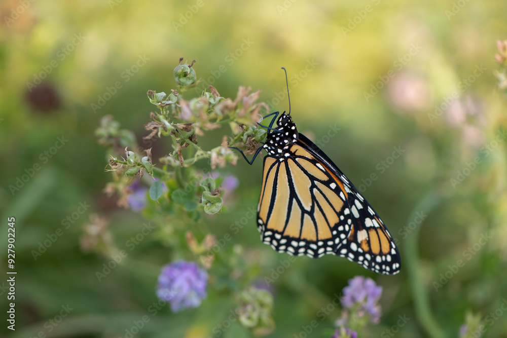 Fototapeta premium monarch butterfly in field