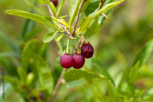 Fruit of a Prinsepia uniflora photo