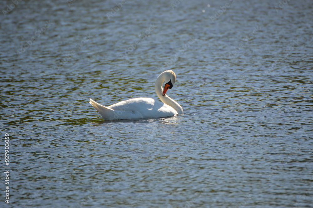 Fototapeta premium swans on the lake