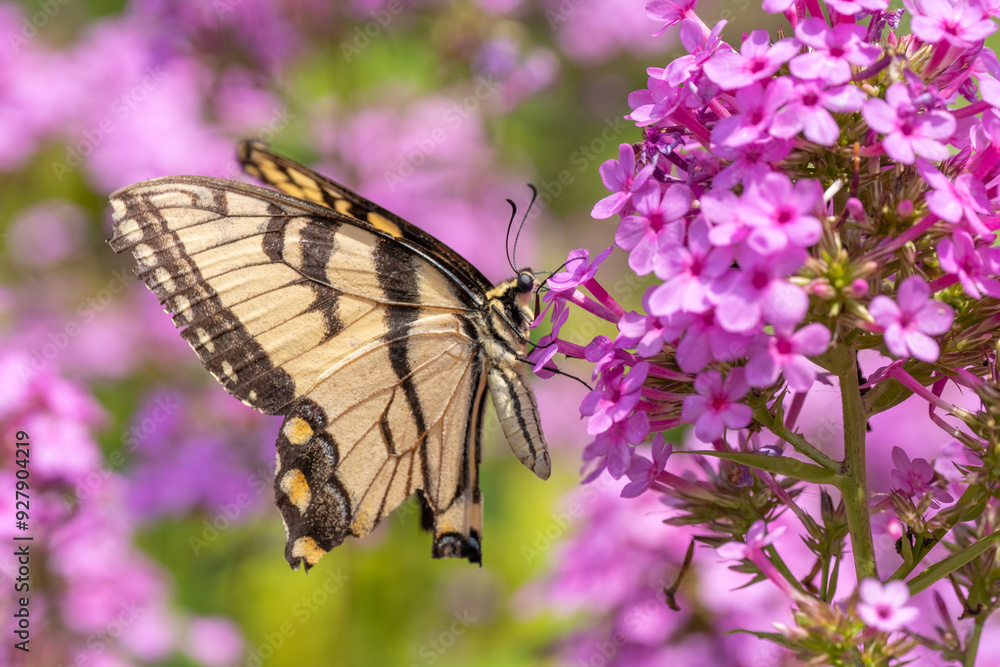Eastern Tiger Swallowtail (Papilionidae) on pink flowers in garden Eastern Tiger Swallowtail (Papilionidae) on pink flowers in garden