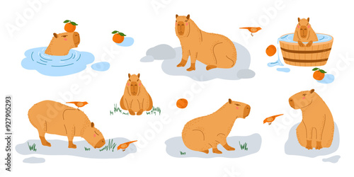 Capybara set. Funny amusing capybara characters swimming, bathing, walking, relaxing. Animals with pleasure isolated on white. Cute funny cartoon character. Largest rodent. Hydrochoerus hydrochaeris.