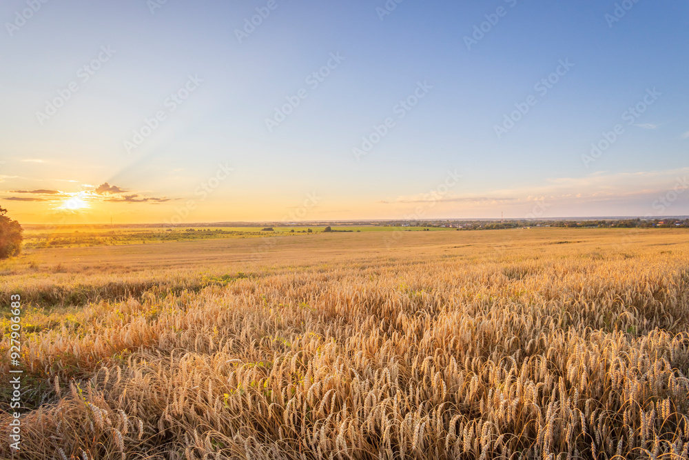 Obraz premium A field of golden wheat with a sun setting in the background