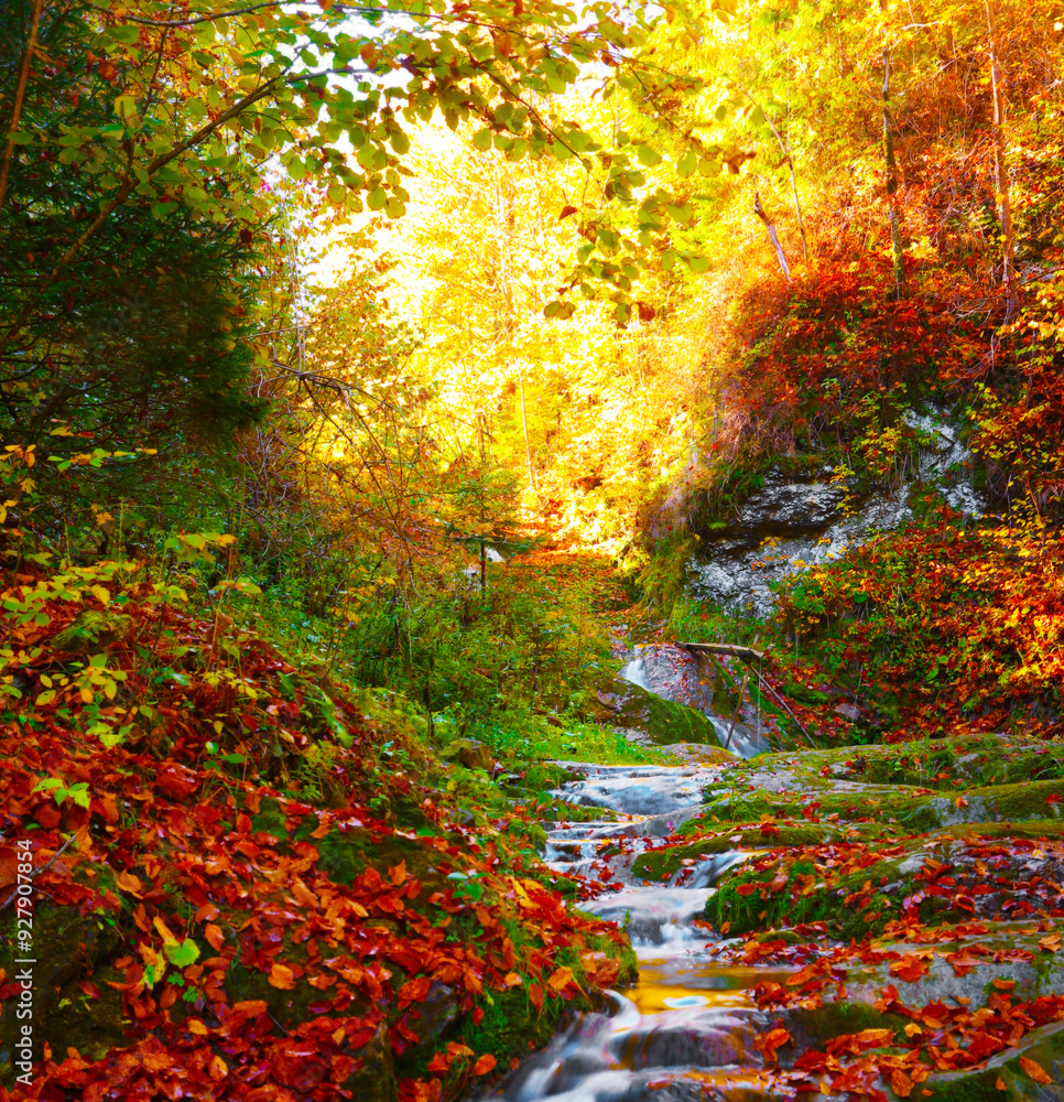 autumn morning in the forest, awesome autumn view in Carpathian mountains, Europe, Ukraine, near Kosiv. Huzul region autumn morning in the forest, awesome autumn view in Carpathian mountains, Europe, Ukraine, near Kosiv. Huzul region