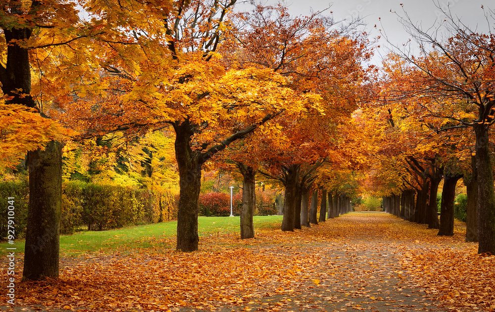 Naklejka premium A road in the forest full of consistent autumn leaves and orange autumn brawl around it