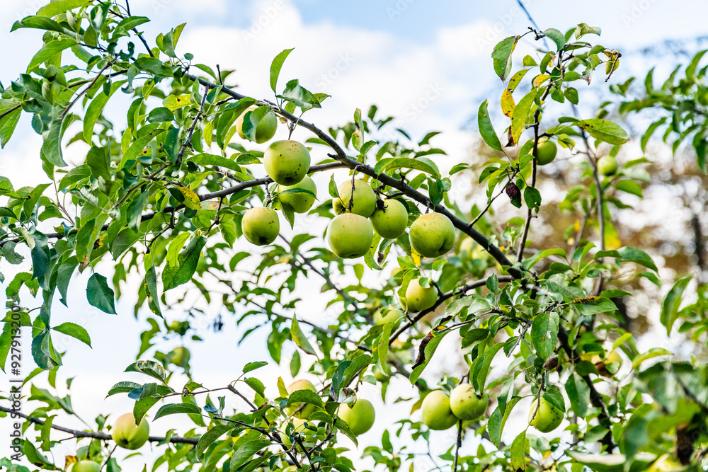 Green apples on branches of the apple tree Green apples on branches of the apple tree