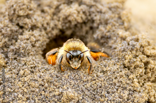 Close up Pantaloon bee, Dasypoda hirtipes, crawling out of a dug tunnel in a sand pit in Balloërveld nature reserve in the Dutch province of Drenthe on the edge of the Drentsche Aa National Park photo