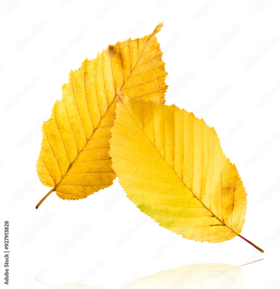 Beautiful bright colorful autumn leaves falling in the air isolated on white background. Zero gravity or levitation autumn conception. High resolution image. Beautiful bright colorful autumn leaves falling in the air isolated on white background. Zero gravity or levitation autumn conception. High resolution image.