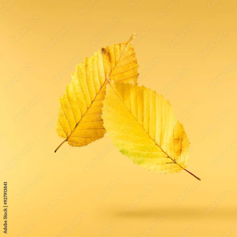 Fototapeta premium Beautiful bright colorful autumn leaves falling in the air isolated on yellow background. Zero gravity or levitation autumn conception. High resolution image.