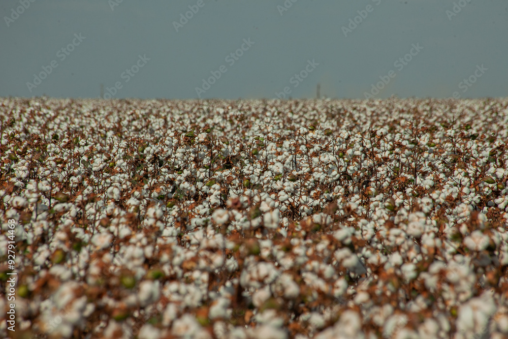 Algodão na lavoura prestes a colheita
lavoura de algodão Algodão na lavoura prestes a colheita
lavoura de algodão