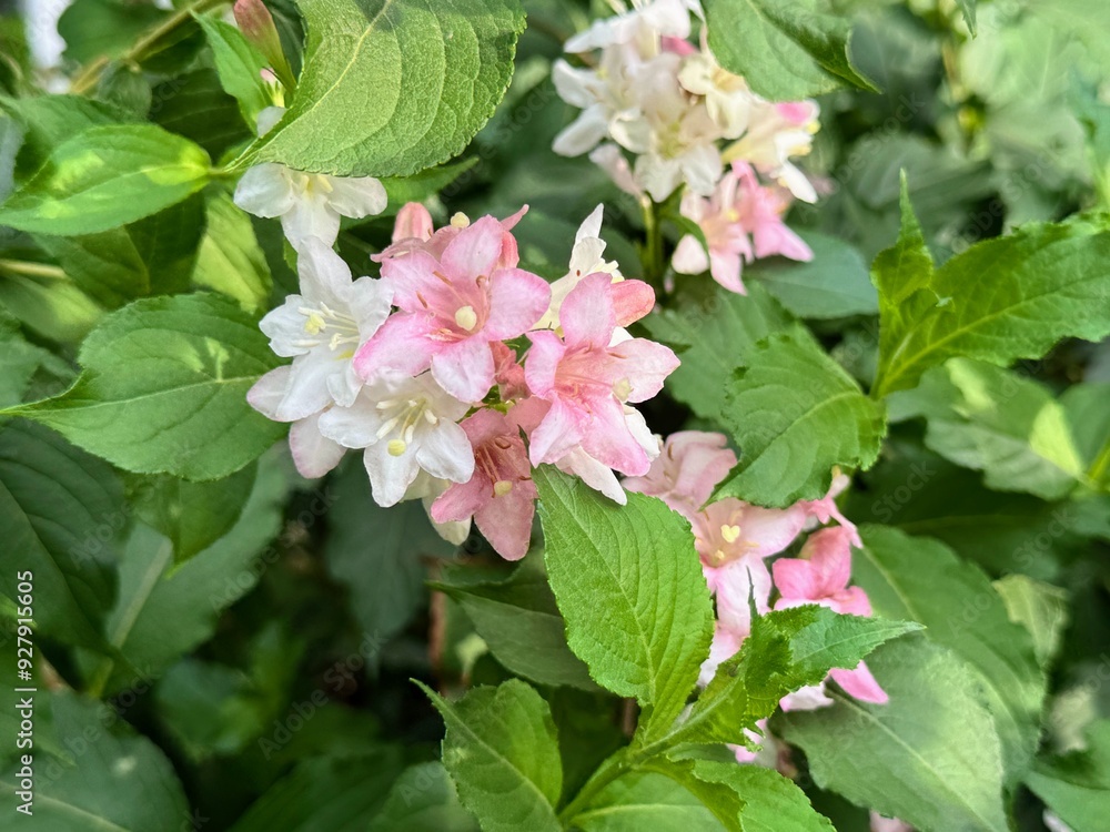 Pale Pink flowers of Weigela Florida Variegata. Floral background
Pale Pink flowers of Weigela Florida Variegata. Floral background