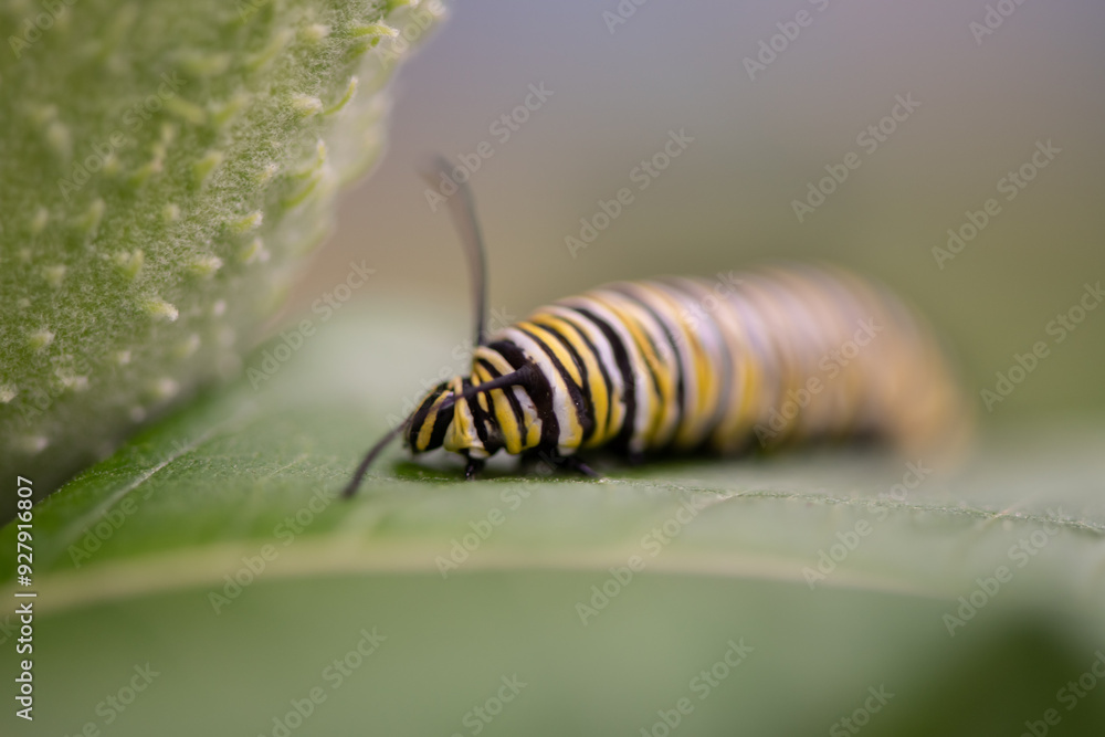 monarch caterpillar on milkweed leaf monarch caterpillar on milkweed leaf