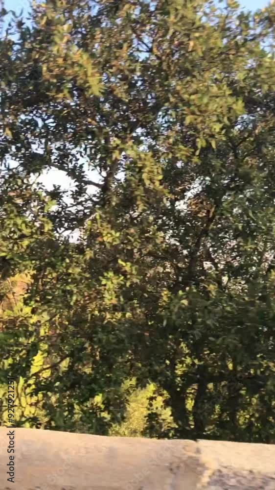 A vertical video capturing the transition from a mountain peak down to a cloud-covered valley. A vertical video capturing the transition from a mountain peak down to a cloud-covered valley.