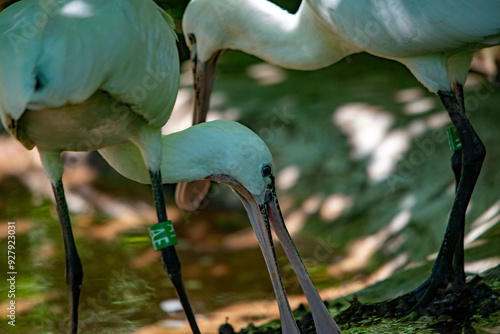 Nahaufnahme eines weißen Vogels im Tierpark Nürnberg photo