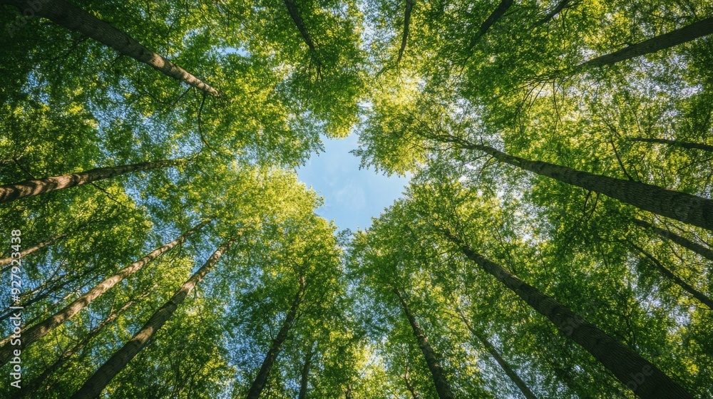 A vibrant image showcasing a lush green spring forest with tall trees. The image captures the perspective of looking up at the ceanopy through fresh foliage against the spring sky. A vibrant image showcasing a lush green spring forest with tall trees. The image captures the perspective of looking up at the ceanopy through fresh foliage against the spring sky.