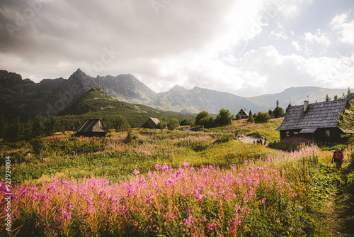 alpine meadow