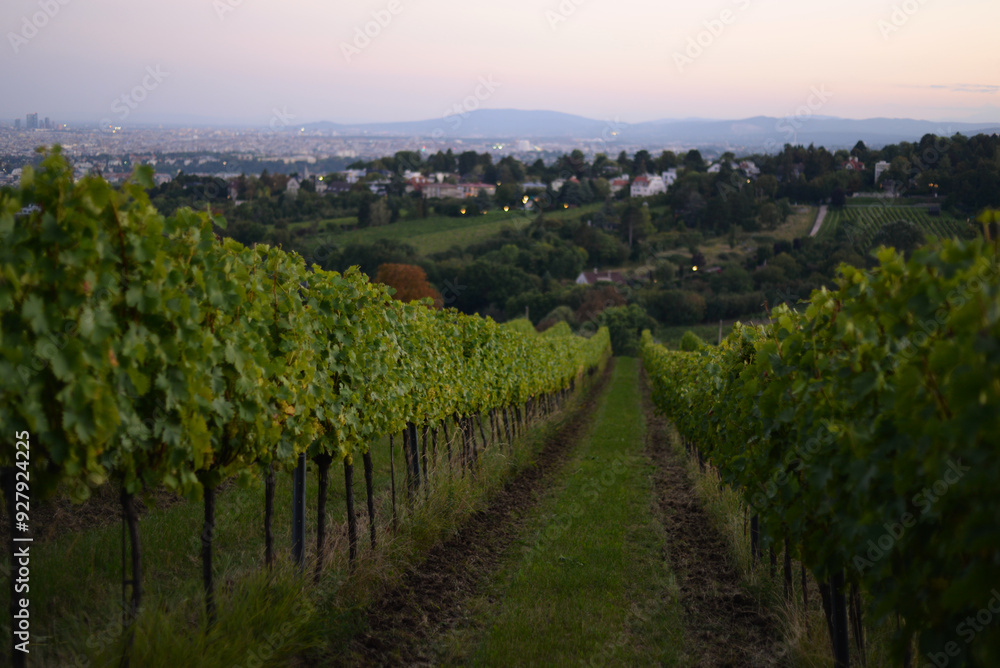 Naklejka premium Vineyard rows during harvest season against the backdrop of the city Vienna panorama. Grapes cultivation for the production of wine in vineyards in Vienna, Kahlenberg mountain